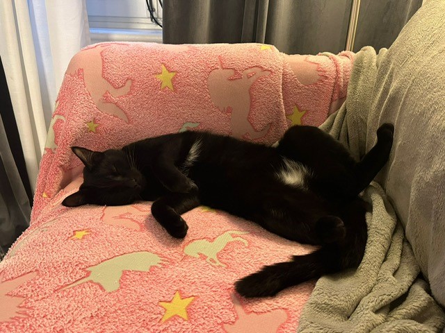 Pepsi and Cola are Safe and Sound in Sweden 🐈❤️🇸🇪