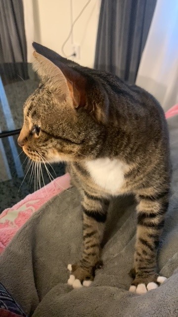 Pepsi and Cola are Safe and Sound in Sweden 🐈❤️🇸🇪