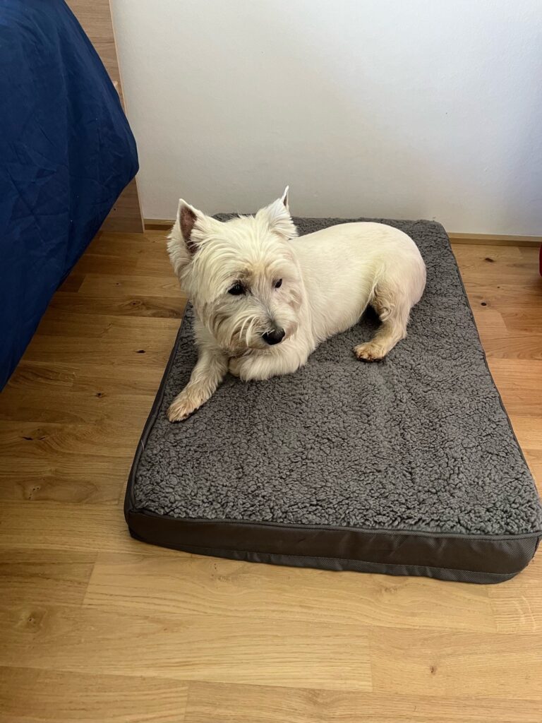 Snoopy Has Arrived Safely in Germany 🐶❤️🇩🇪