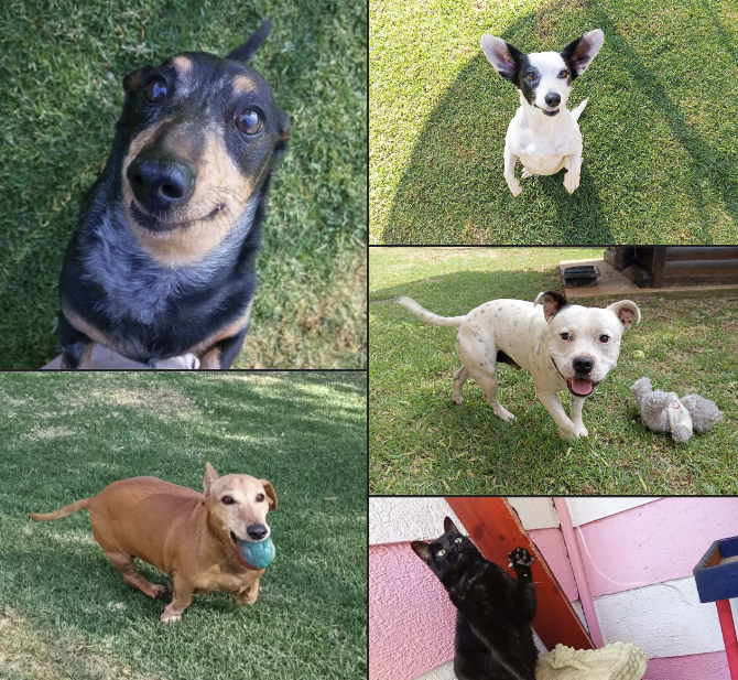 Some Dog and Cat Boarding Guests - With Us Until Australia’s Pet Entry Quarantine Station Has Space 🇦🇺🐈‍⬛🐕