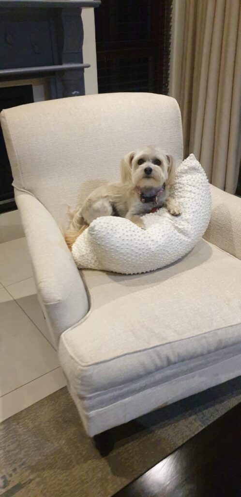 Sunny Has Arrived Safely in the UK 🐕❤️🇬🇧