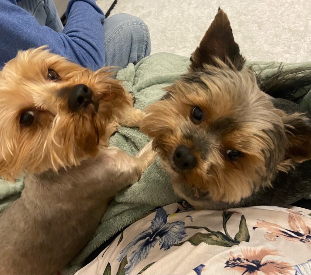 Teddy and Cody Have Joined Their Family in the UK 🐕❤️🇬🇧