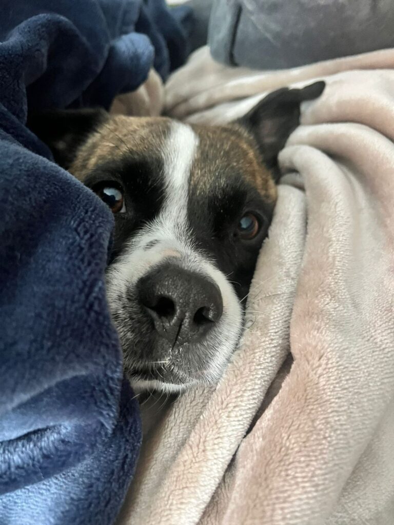 Australian Pet Quarantine Done – Lady and Whiskey Are Home Keringa-Petwings Pet Transport Articles 2