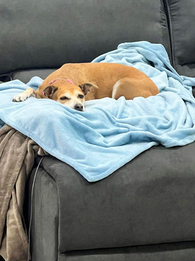 Australian Pet Quarantine Done – Lady and Whiskey Are Home Keringa-Petwings Pet Transport Articles 3