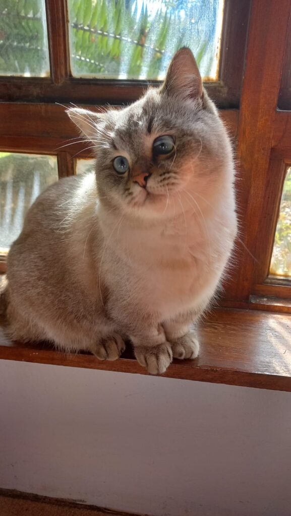 Charleston, Claudette, and Claus are Safe And Sound in the US Pet Transport Testimonials 1