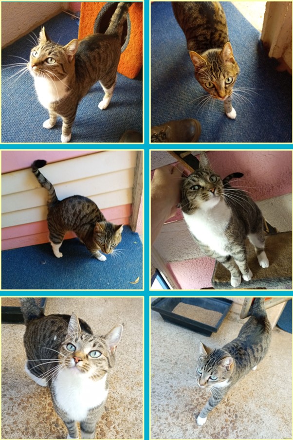 From Cape Town to Pretoria (With a Week's Stay-Over at Keringa-Petwings) Daizy is Home Pet Transport Testimonials Featured Image