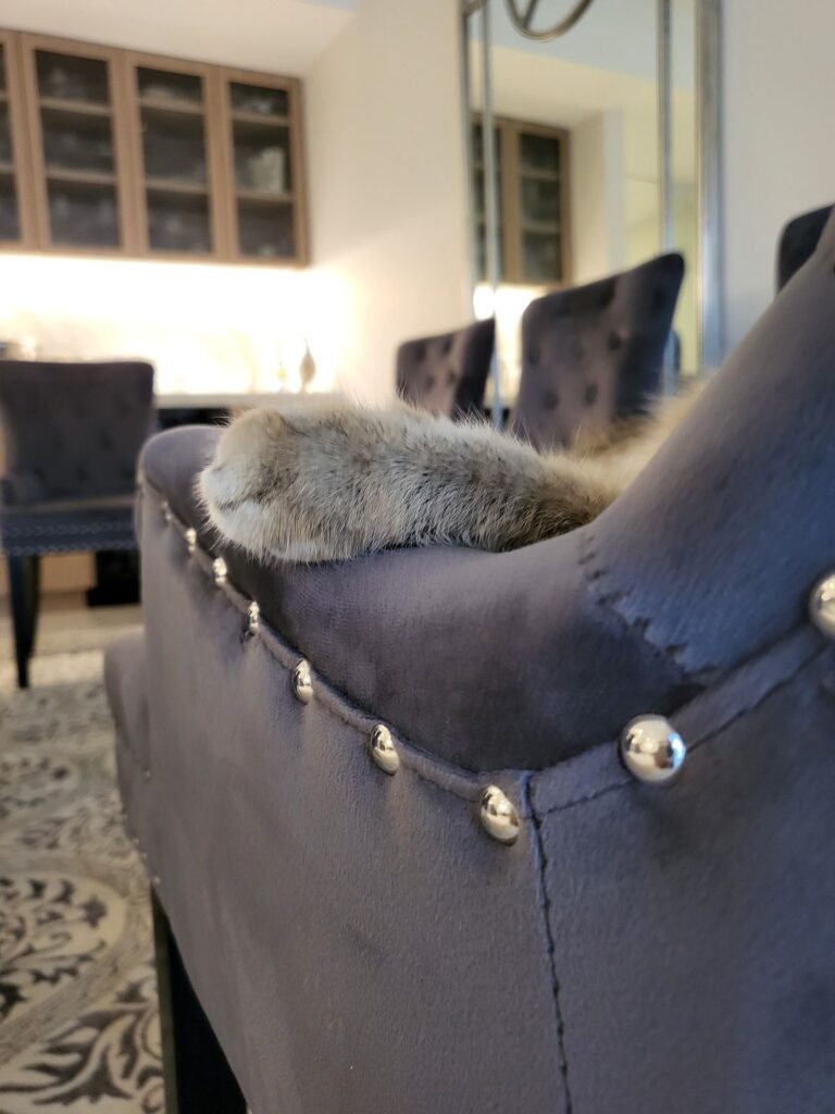 Nunu Has Completed His Australian Pet Entry Quarantine 🐈🇦🇺❤️