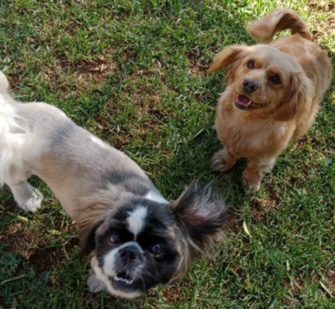 Rusky and Stella Have Joined Their Family in Venice 🐕❤️🇮🇹