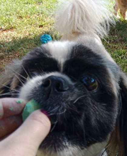 Rusky and Stella Have Joined Their Family in Venice 🐕❤️🇮🇹