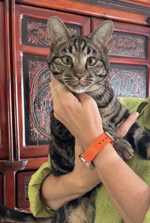 Simon Has Arrived Safely in France 🐈❤ 🇫🇷