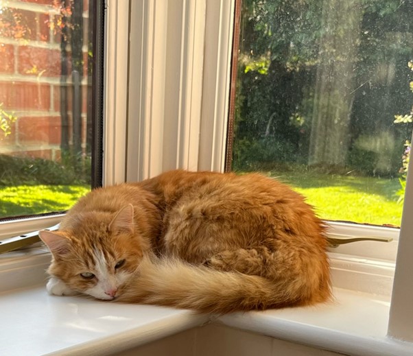 Timmy and Abbey are Safely in the UK Keringa-Petwings Pet Transport Testimonials 2