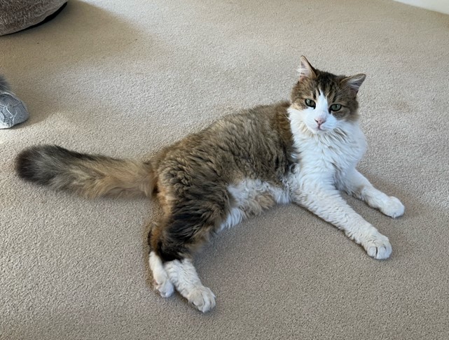 Timmy and Abbey are Safely in the UK Keringa-Petwings Pet Transport Testimonials 2