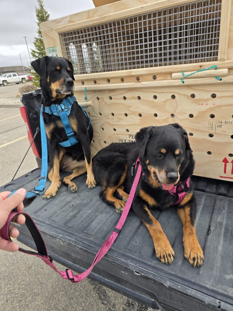 Tinkerbell and Britney are Safe and Sound in Canada 🇨🇦❤️🐕‍🦺