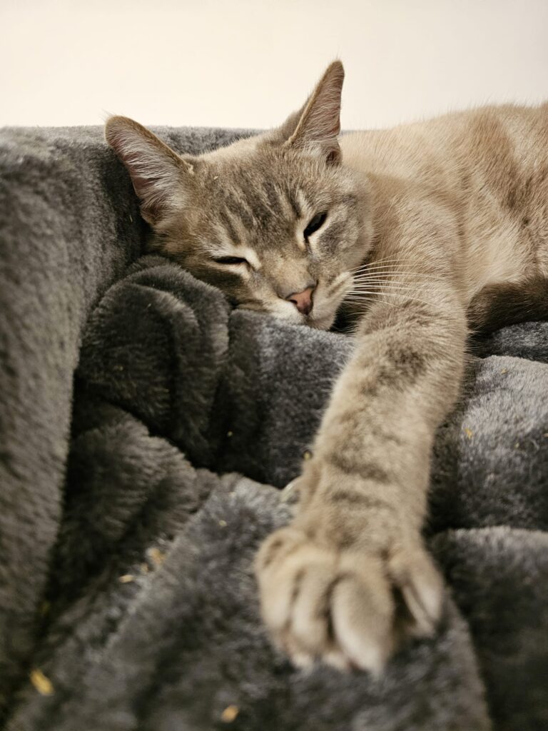 Yuki and Zulik Have Joined Their Family in New Zealand