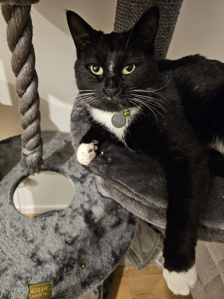 Yuki and Zulik Have Joined Their Family in New Zealand