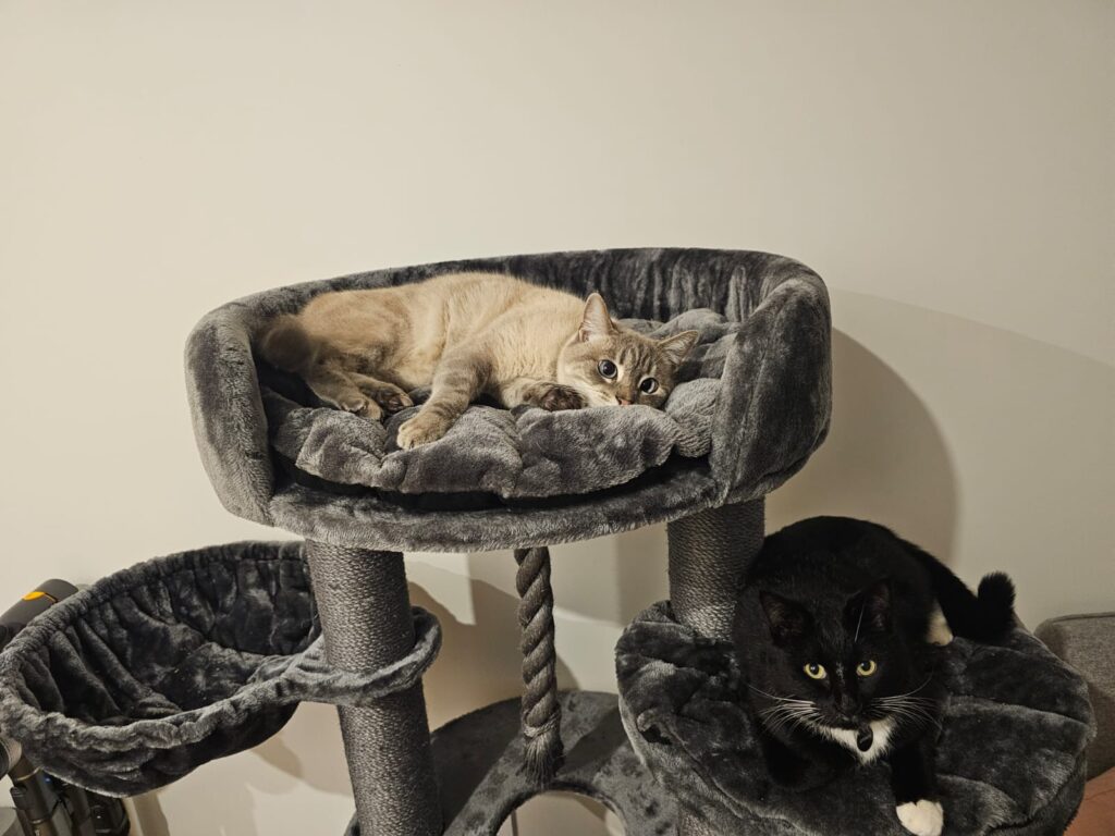 Yuki and Zulik Have Joined Their Family in New Zealand