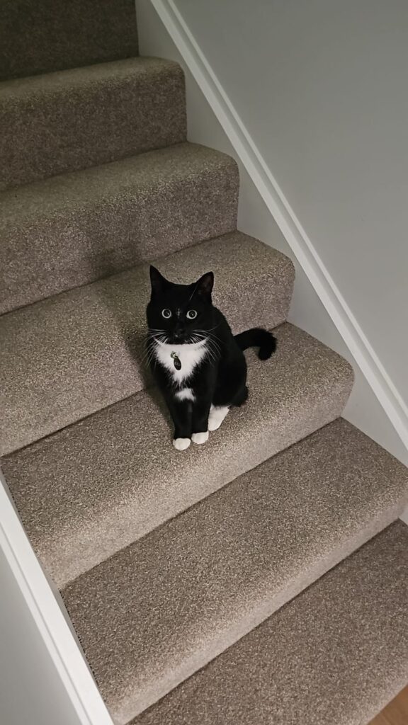 Yuki and Zulik Have Joined Their Family in New Zealand