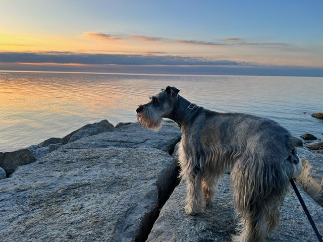 Zola and Jaxon Have Arrived in Toronto, Canada 🇨🇦❤️🐶