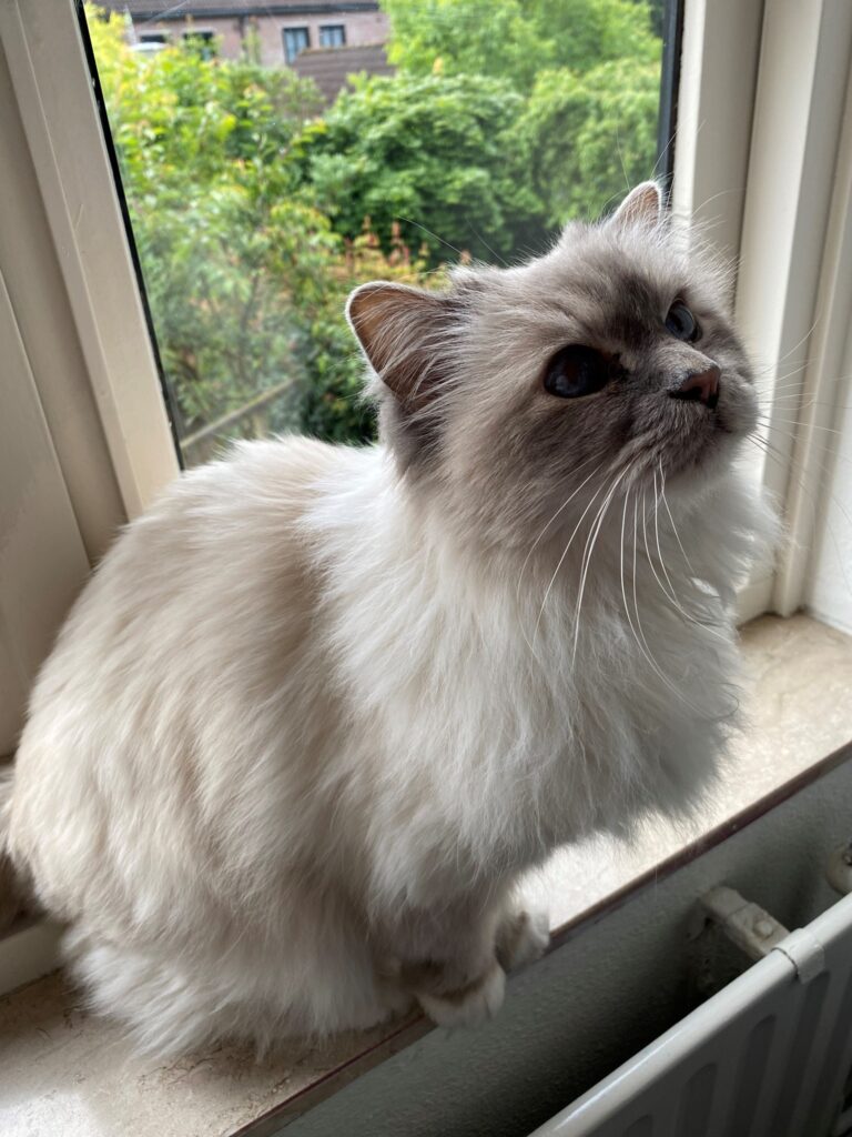 15-Year-Old Chloe Has Arrived Safely in the Netherlands Keringa-Petwings Pet Transport Testimonials 2