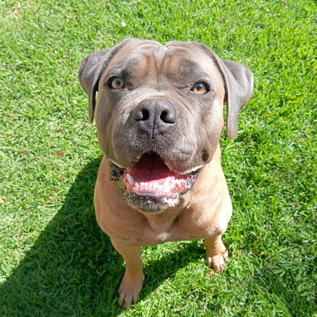 Ashba and Zarnee are Loving Their New Home in Germany 🐕❤️🇩🇪