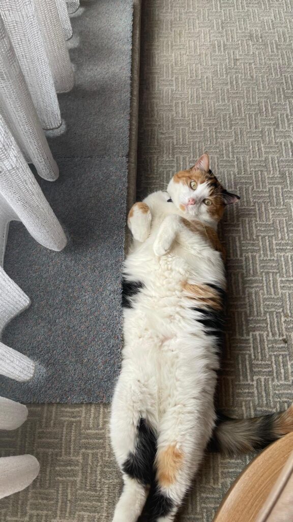 Blaze and Shadow are Safe and Sound in the United Kingdom Keringa-Petwings Pet Transport Testimonials 3