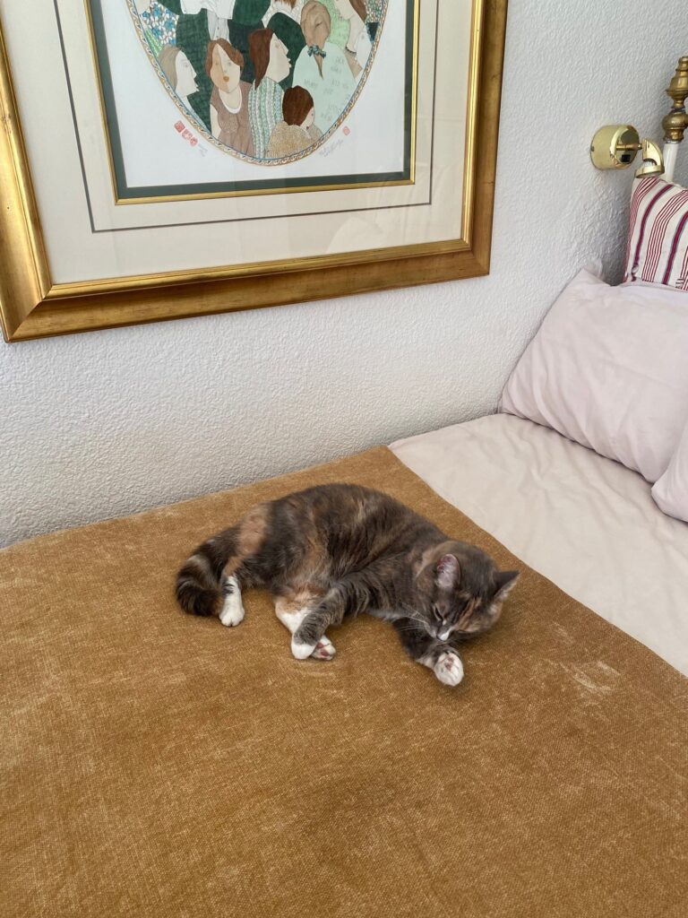 Busia Has Settled Into Her New Home Beautifully ❤️🐈🇿🇦