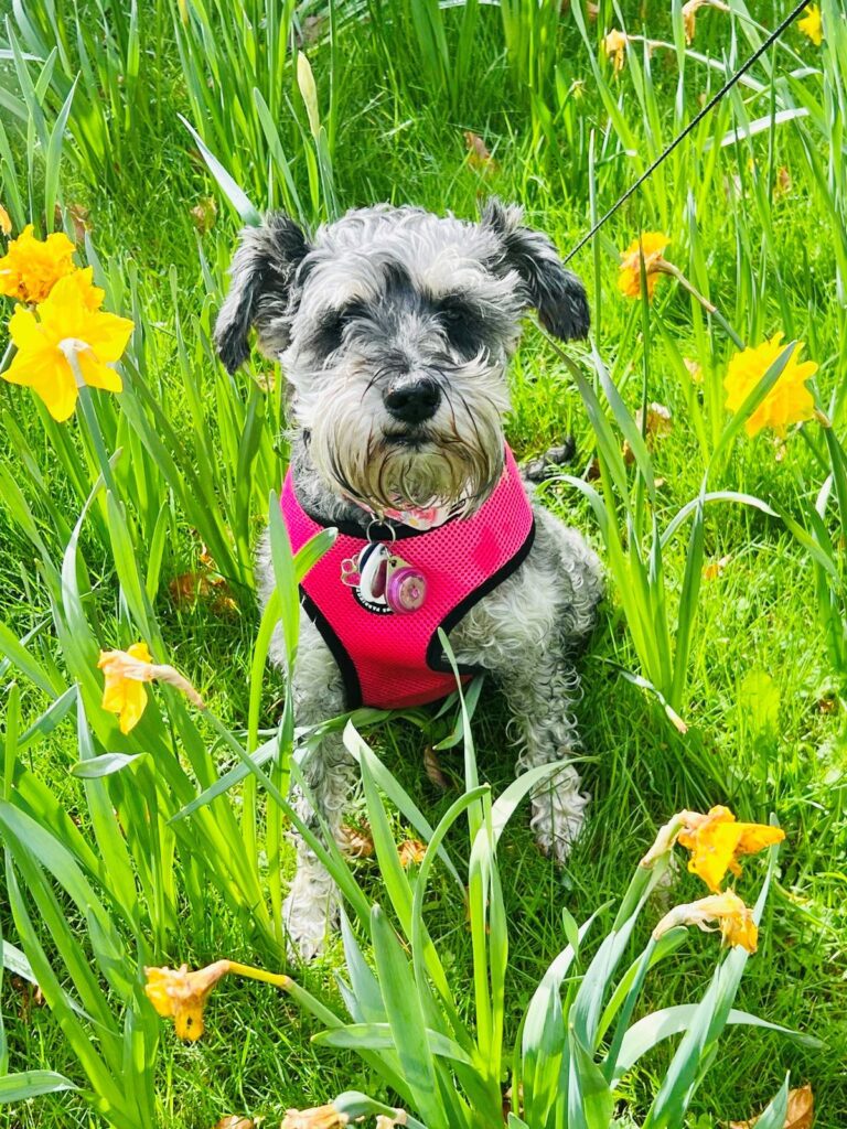 Heidi, Mufasa, Simba, and Vaatjie Have Joined Their Family in the UK 🐈❤️🇬🇧