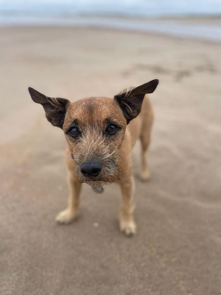 Little Max, Who Has Arrived Safely in Scotland, Sent This Letter and Photos 🏴󠁧󠁢󠁳󠁣󠁴󠁿🐶❤️