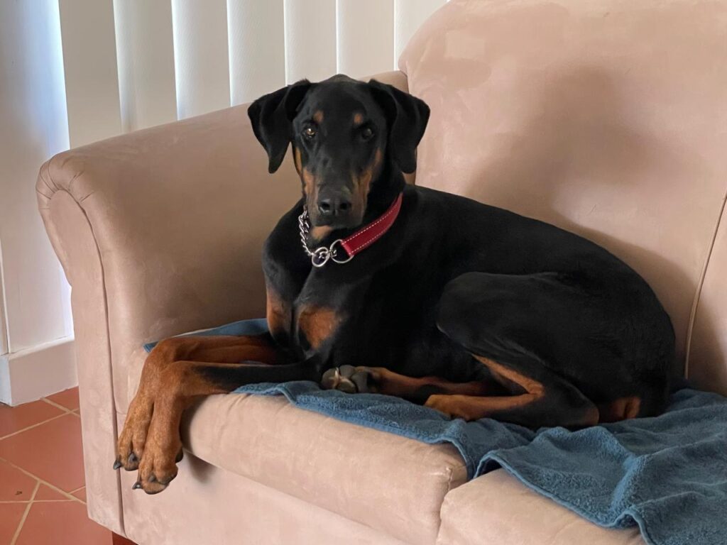 Odin is Home – His Australian Post-Entry Quarantine (PEQ) is Done and He's Back with His Family Keringa-Petwings Pet Transport Testimonials 2