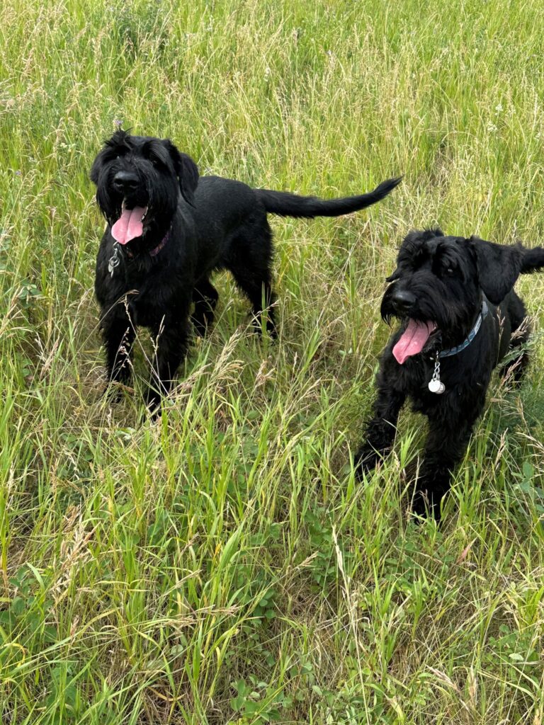 Pixie and Voodoo Have Joined Their Family in Canada Keringa-Petwings Pet Transport Testimonials 2