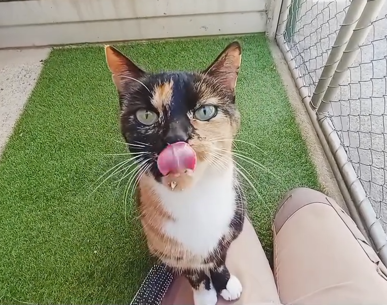 Potter is leaving for the UK today Keringa-Petwings Pet Transport Testimonials 1