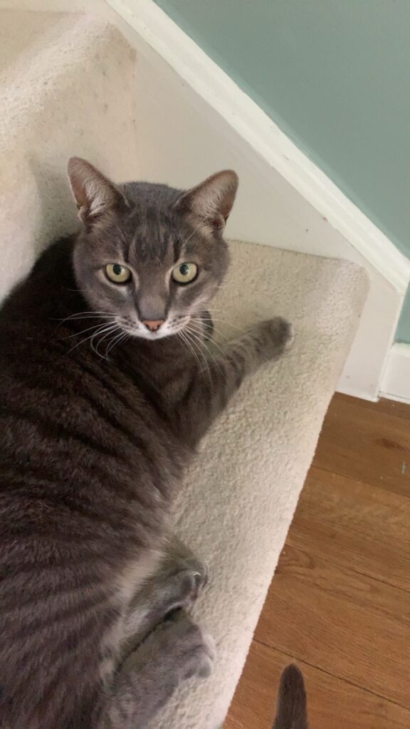 Pet Transport Testimonial: Roxy, Snuggles, and Smurf Have Joined Their Family in Their New Home. From KZN to JHB by road, then to London, UK by air. 🐈🐈🐶🇬🇧