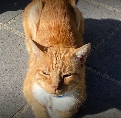 Sam Is Home With His Family in Australia Keringa-Petwings Pet Transport Testimonials 2