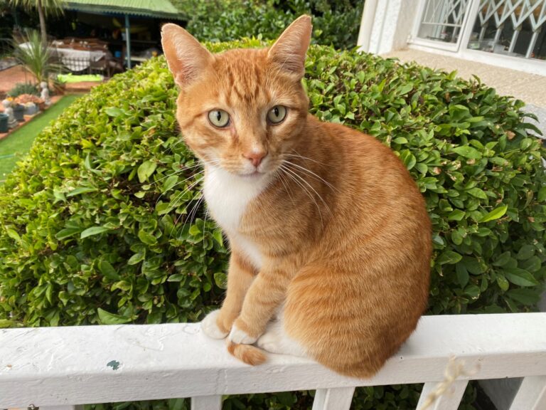 Mommy, Twelvie, and Simba are Safe and Sound in Portugal Keringa-Petwings Pet Transport Testimonials 2