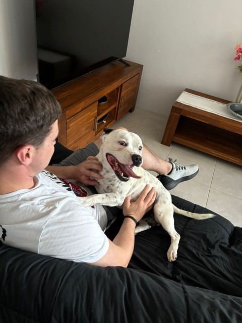Riley's Australian Quarantine is Complete and he Has Joined His Family in Their New Home Keringa-Petwings Pet Transport Testimonials 1