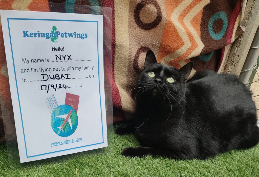 Safe Travels to Dubai, Zybrin, Salem, Eris, Nyx, and Odin Keringa-Petwings Pet Transport Testimonials Nyx Pic