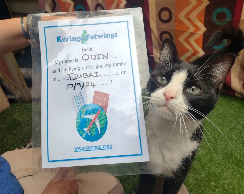 Safe Travels to Dubai, Zybrin, Salem, Eris, Nyx, and Odin Keringa-Petwings Pet Transport Testimonials Odin Pic