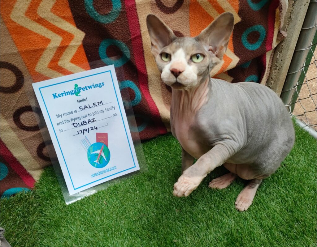 Safe Travels to Dubai, Zybrin, Salem, Eris, Nyx, and Odin Keringa-Petwings Pet Transport Testimonials Salem Pic