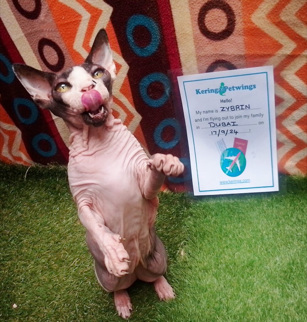 Safe Travels to Dubai, Zybrin, Salem, Eris, Nyx, and Odin Keringa-Petwings Pet Transport Testimonials Zybrin Pic