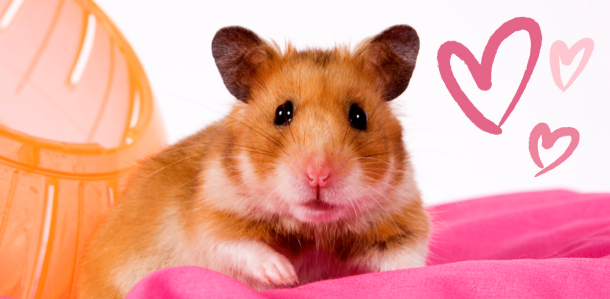 Hamster happiness starts with you featured image