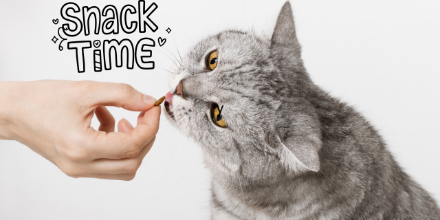 Tuna and Oat Cat Treatscat treats Featured Image