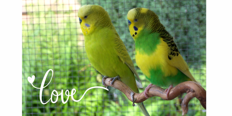 Budgie Wonders: Colourful Facts & Care Tips 🦜💚