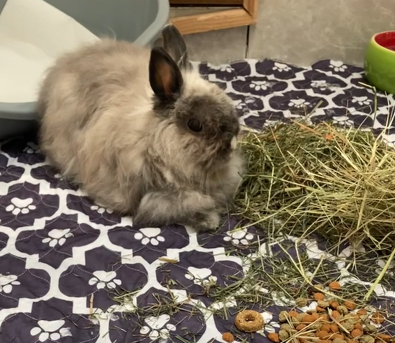 Thumper the Bunny Has Joined His Family in Ireland Keringa-Petwings Pet Transport Featured Image