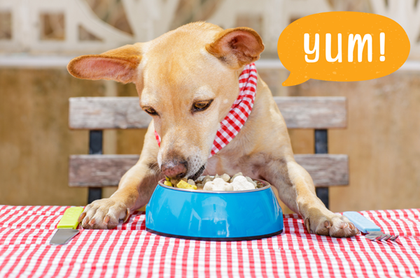 Homemade Chicken & Veggie Soup for Dogs Featured Image
