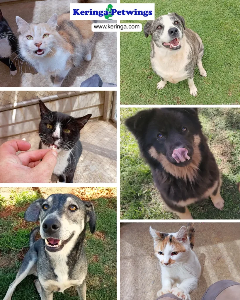 Phenomenal Pet Care A Client's Gratitude Keringa-Petwings Client Reviews Featured Image