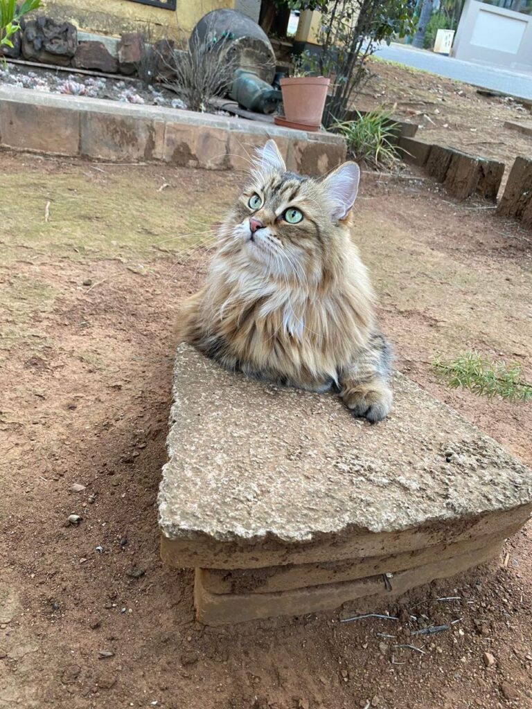 Coco’s Pet Import Review - From Malaysia to South Africa Featured Image