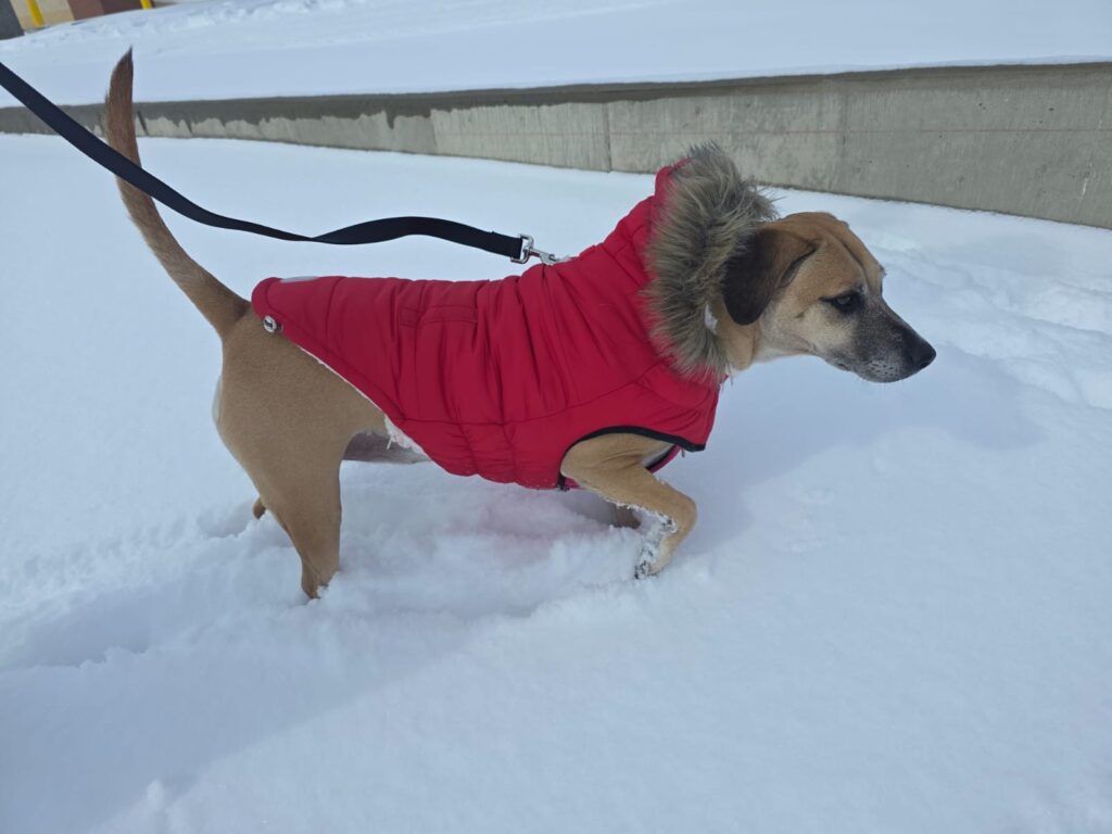 Franklin and Raven are Safe and Sound in Canada Featured Image 1