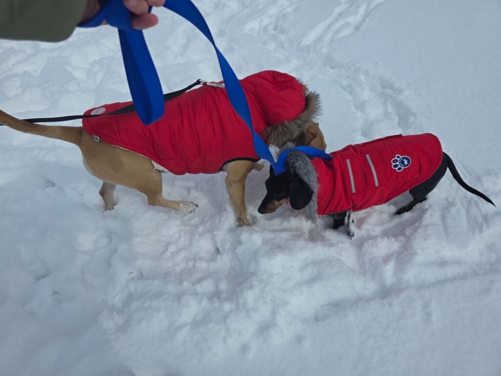 Franklin and Raven are Safe and Sound in Canada Featured Image 2