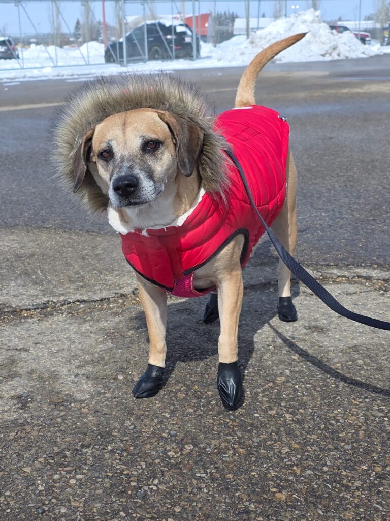 Franklin and Raven are Safe and Sound in Canada Featured Image 3