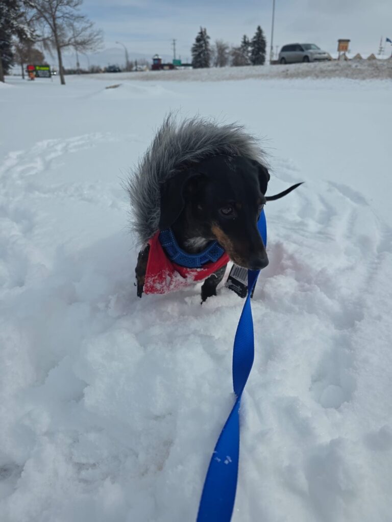 Franklin and Raven are Safe and Sound in Canada Featured Image 4